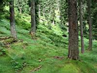 sumava-059.jpg